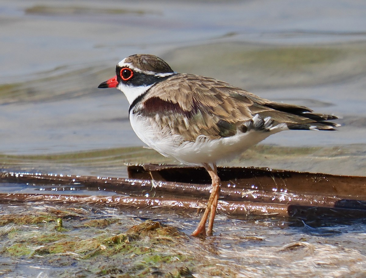Black-fronted Dotterel - ML634655140