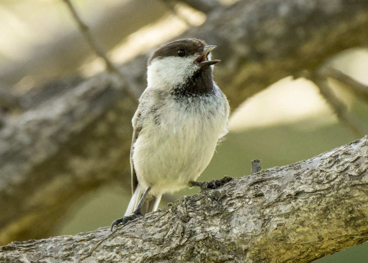 Mésange d'Iran - ML634655204