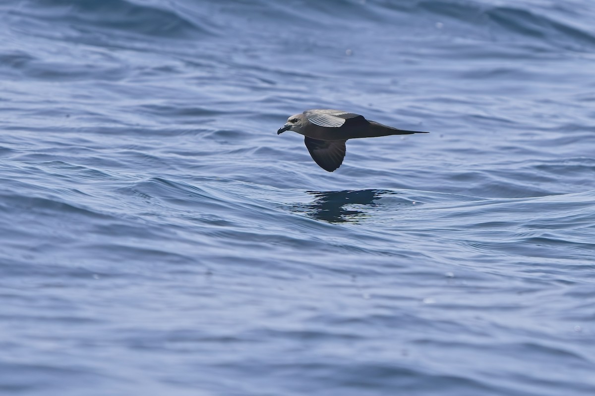 Jouanin's Petrel - ML634655273