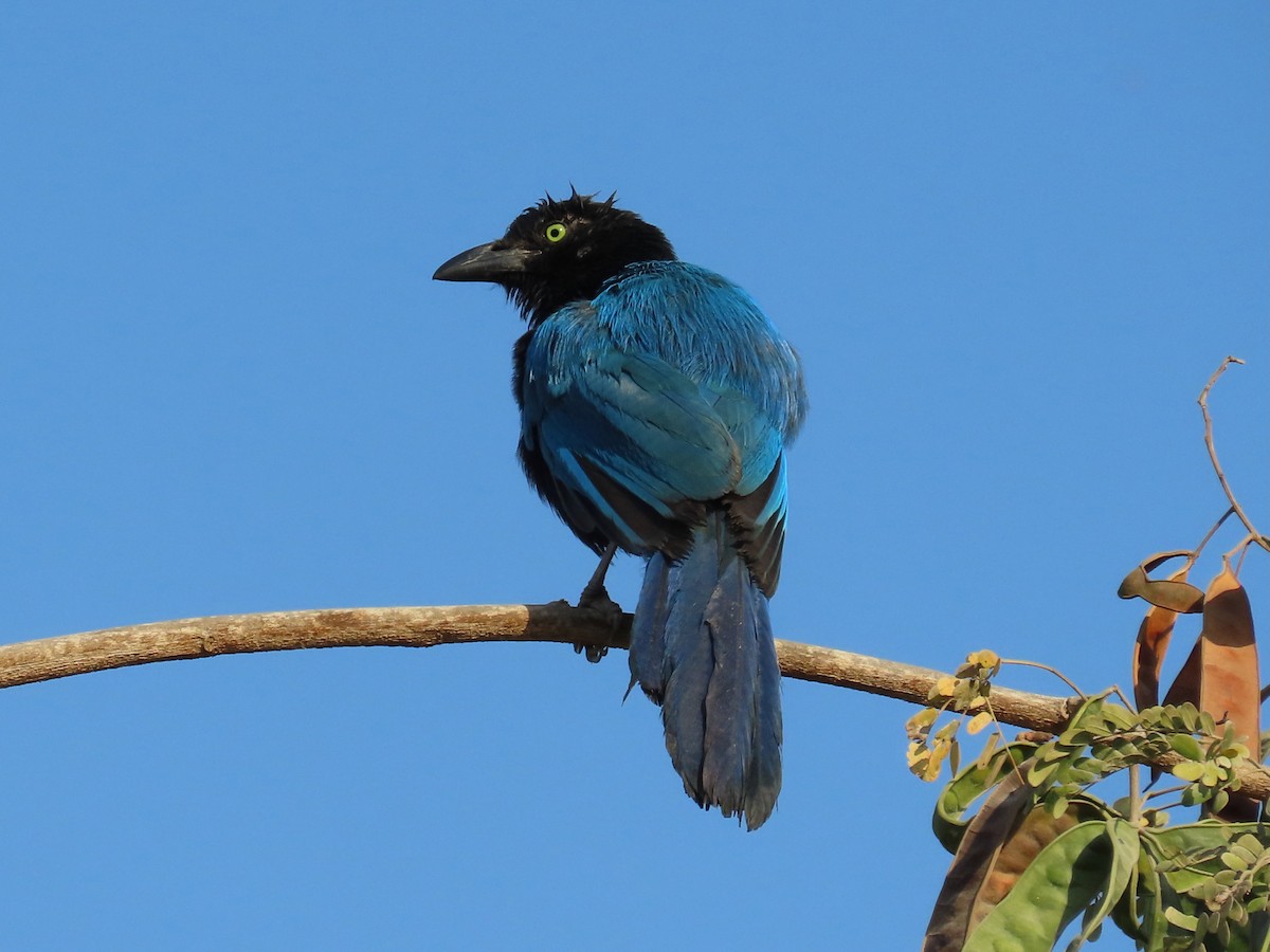 San Blas Jay - ML634655296