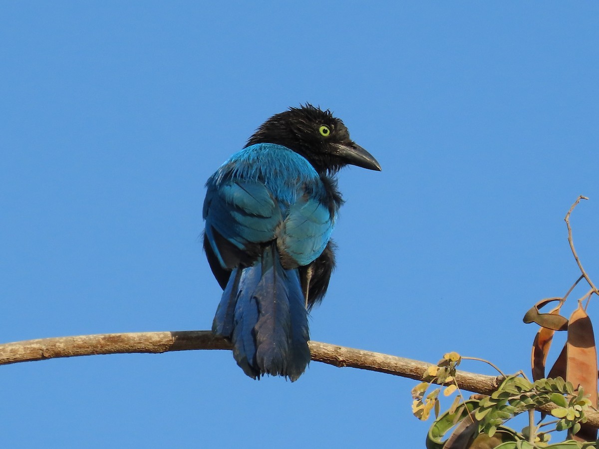 San Blas Jay - ML634655298