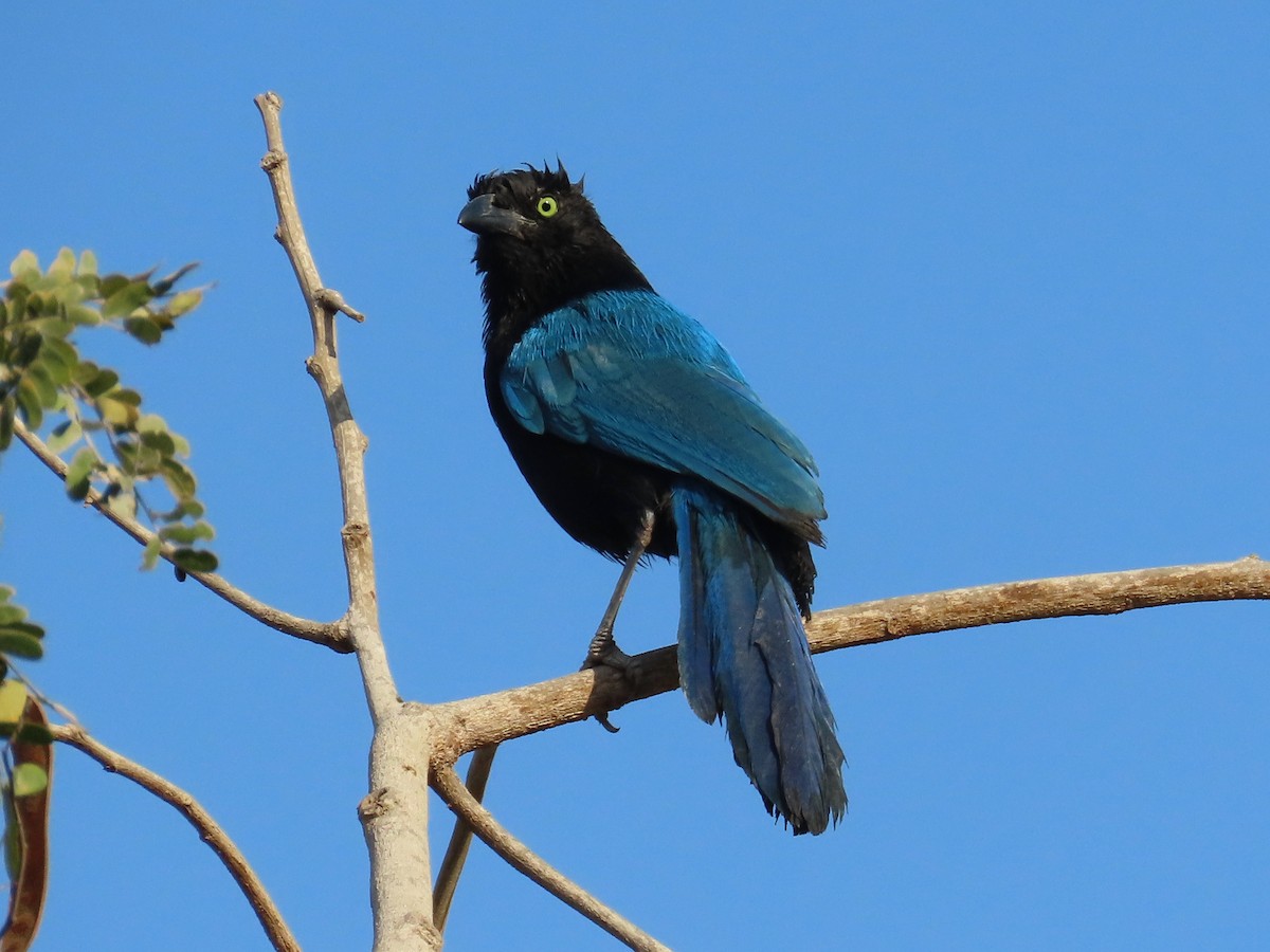 San Blas Jay - ML634655304