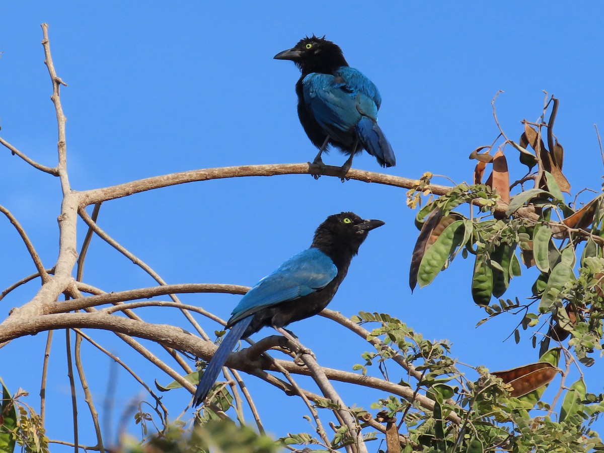 San Blas Jay - ML634655312