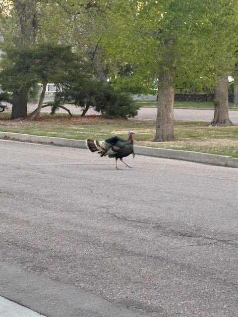 Wild Turkey - ML634655328