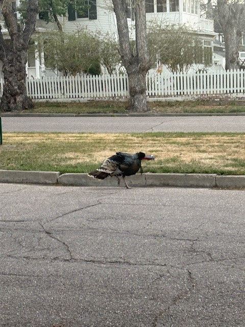 Wild Turkey - ML634655334