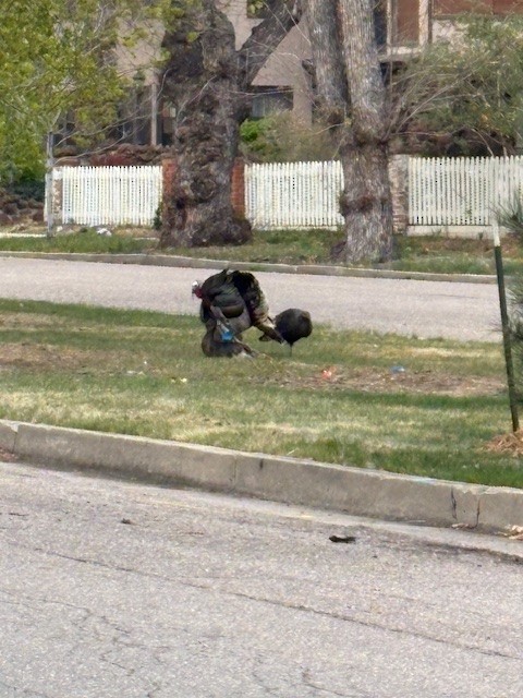 Wild Turkey - ML634655336