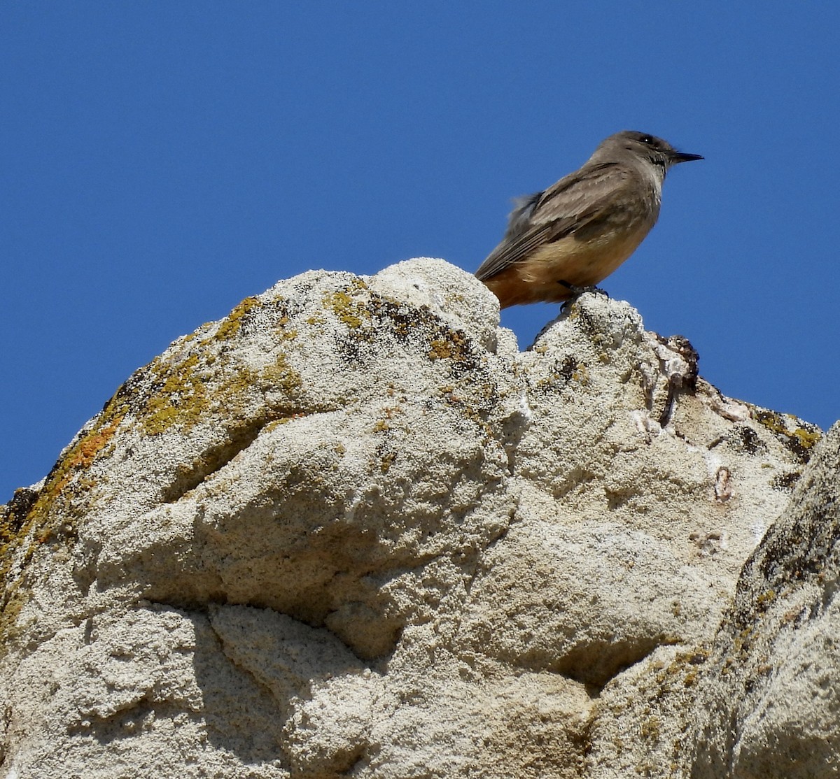 チャイロツキヒメハエトリ - ML634655396