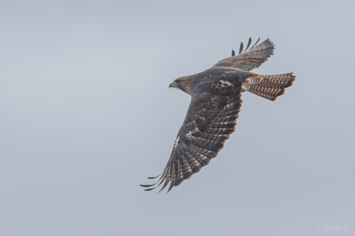 Rufous-tailed Hawk - ML634655417