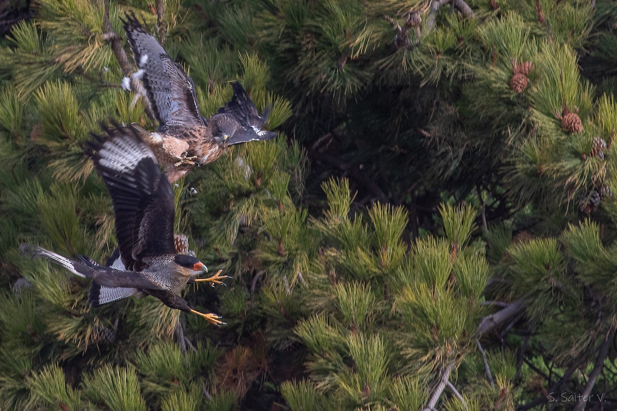 Rufous-tailed Hawk - ML634655419