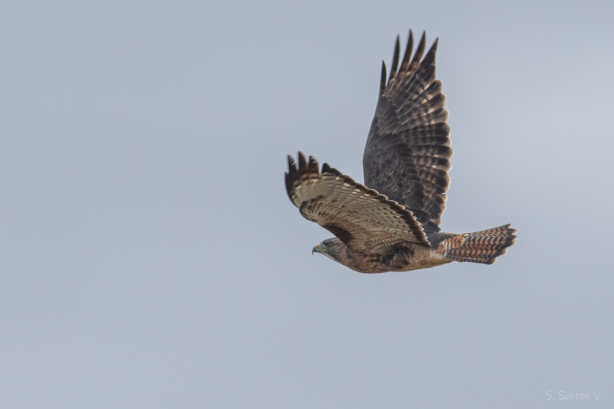 Rufous-tailed Hawk - ML634655420