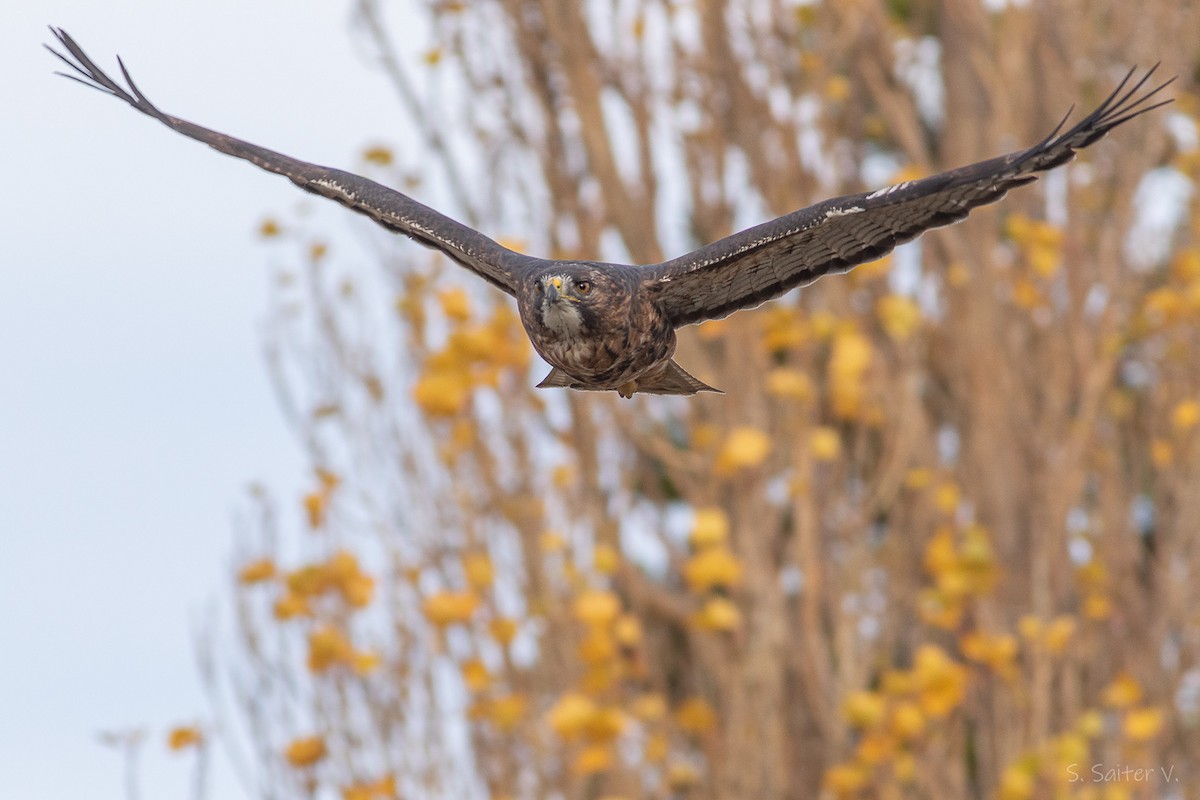 Rufous-tailed Hawk - ML634655421