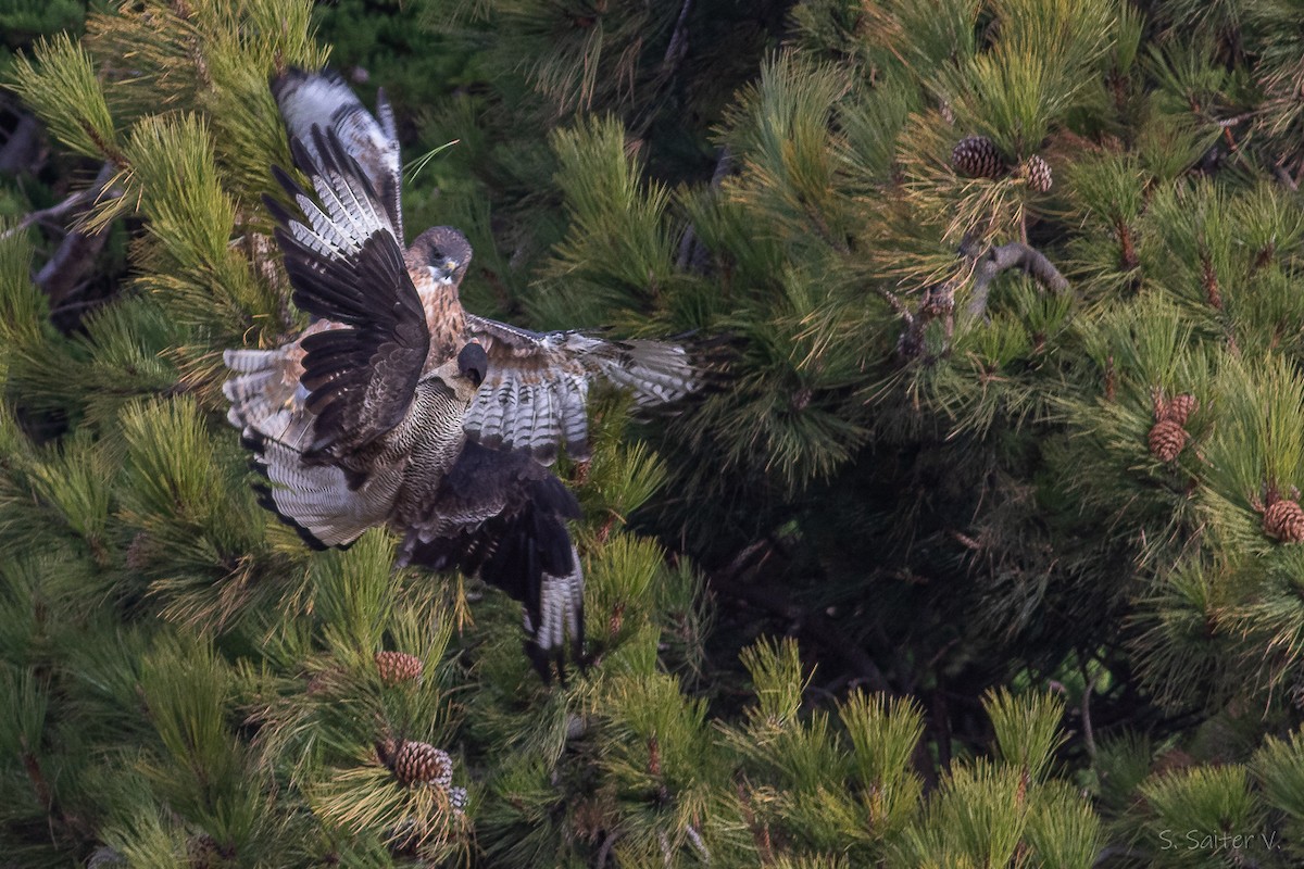 Rufous-tailed Hawk - ML634655422