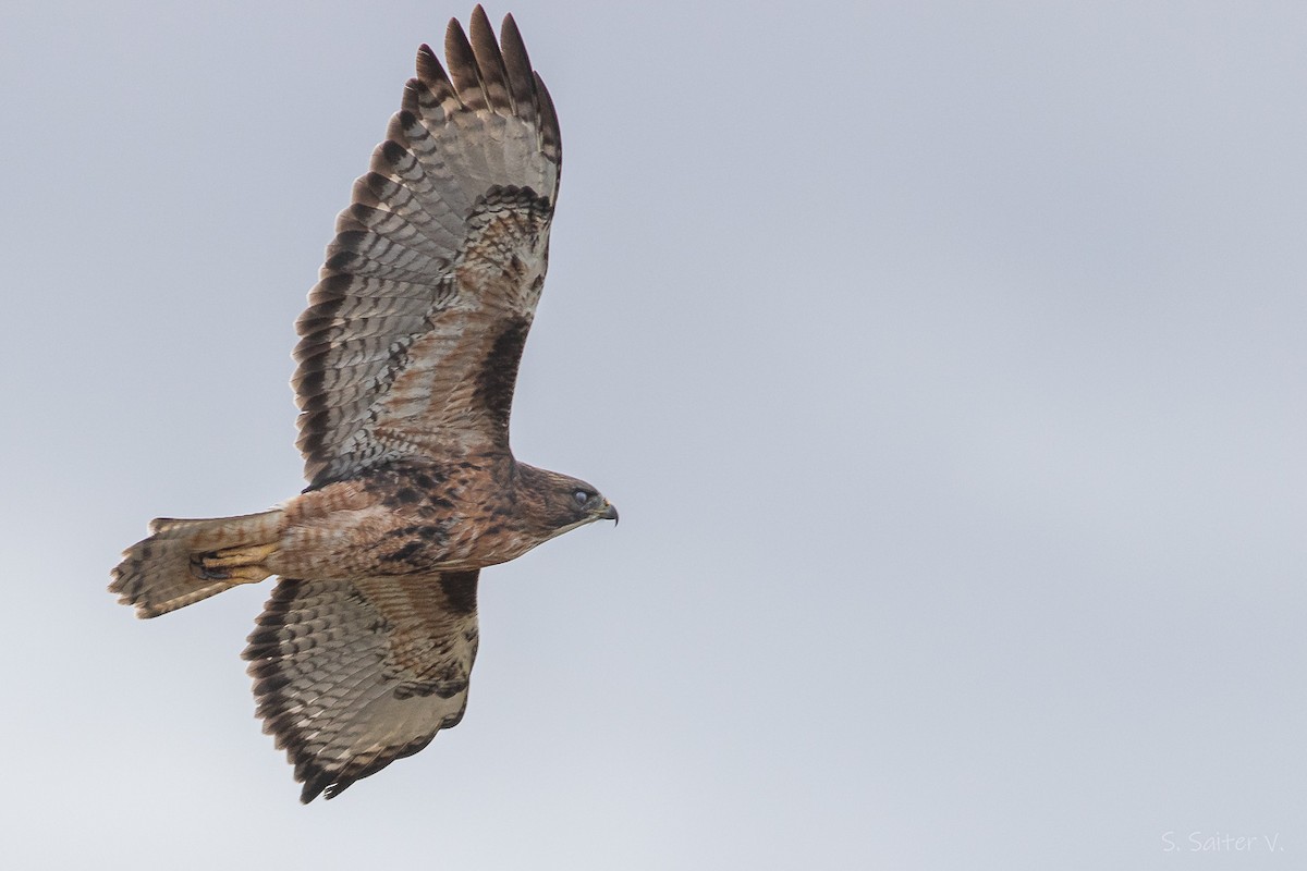 Rufous-tailed Hawk - ML634655423
