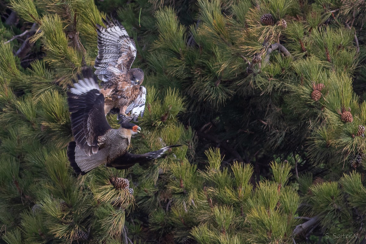Rufous-tailed Hawk - ML634655424