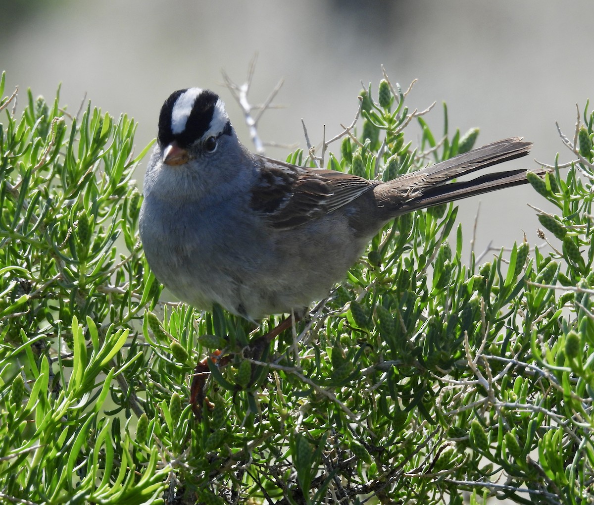 ミヤマシトド - ML634655431