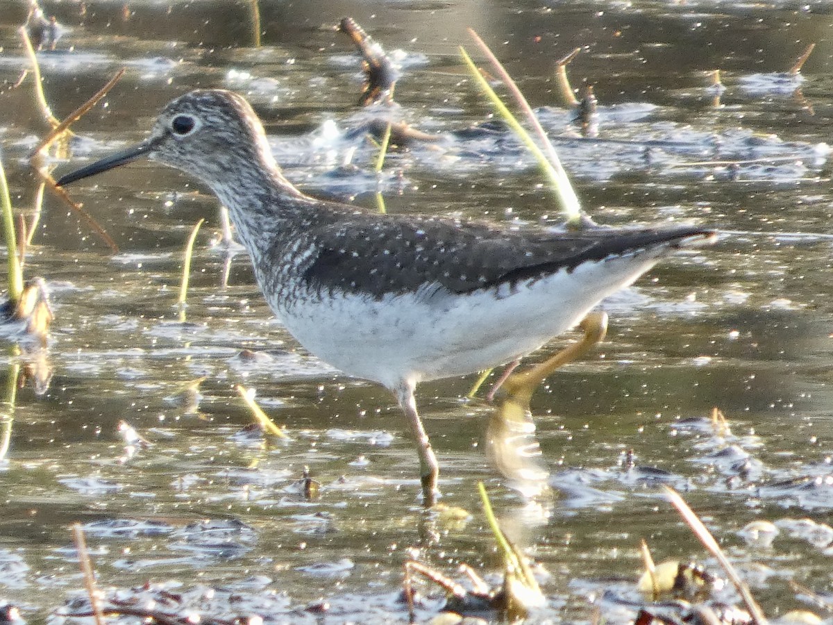 Einsiedelwasserläufer - ML634655441