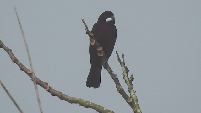 Silver-beaked Tanager - ML634655443