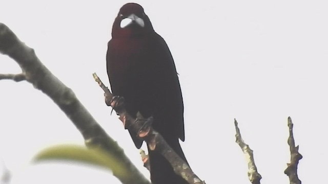 Silver-beaked Tanager - ML634655447
