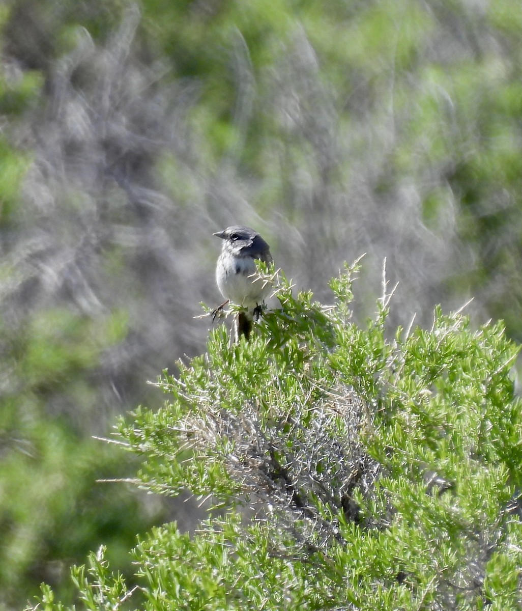 ヨモギヒメドリ - ML634655448