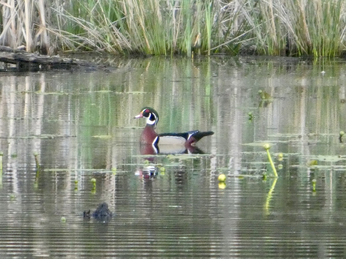 Wood Duck - ML634655470