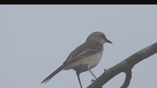 Tropical Mockingbird - ML634655477