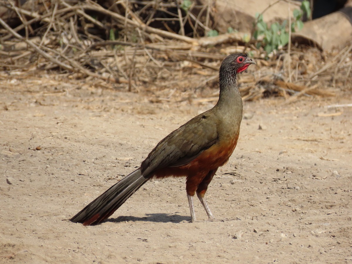 Rufous-bellied Chachalaca - ML634655512