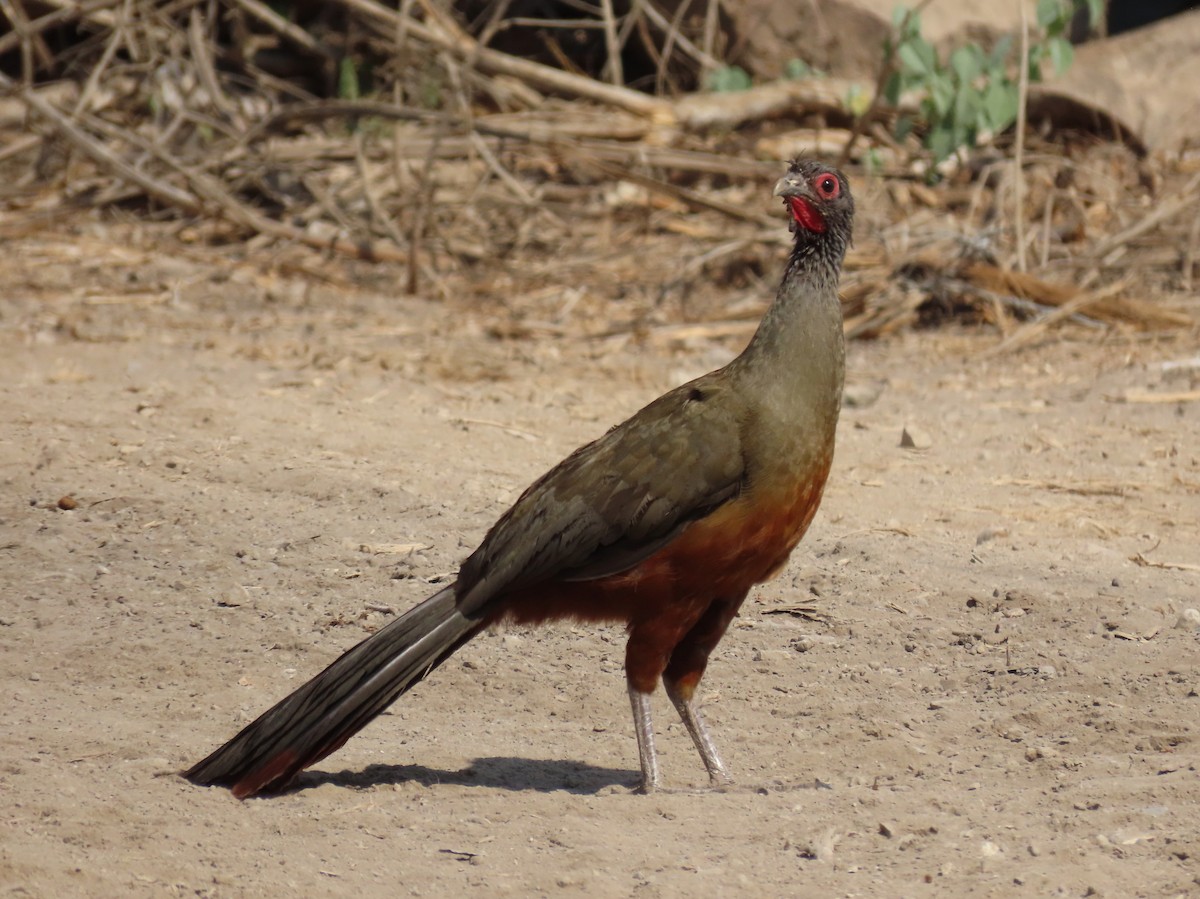 Rufous-bellied Chachalaca - ML634655518