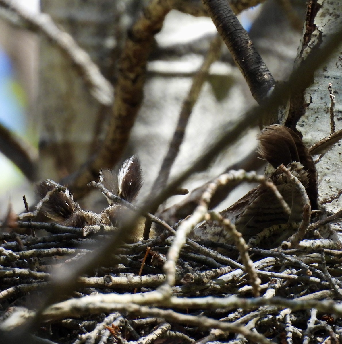 トラフズク - ML634655544