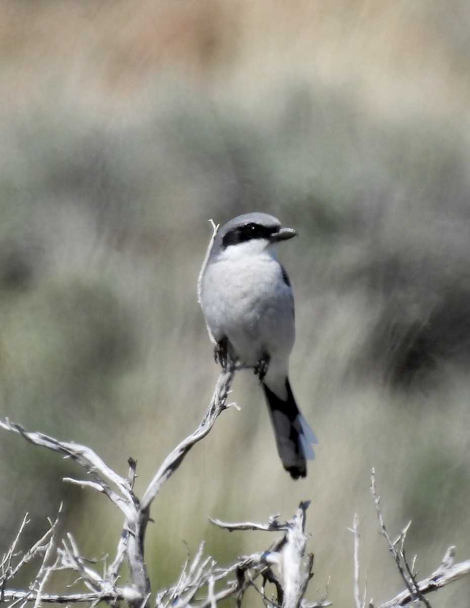 アメリカオオモズ - ML634655558