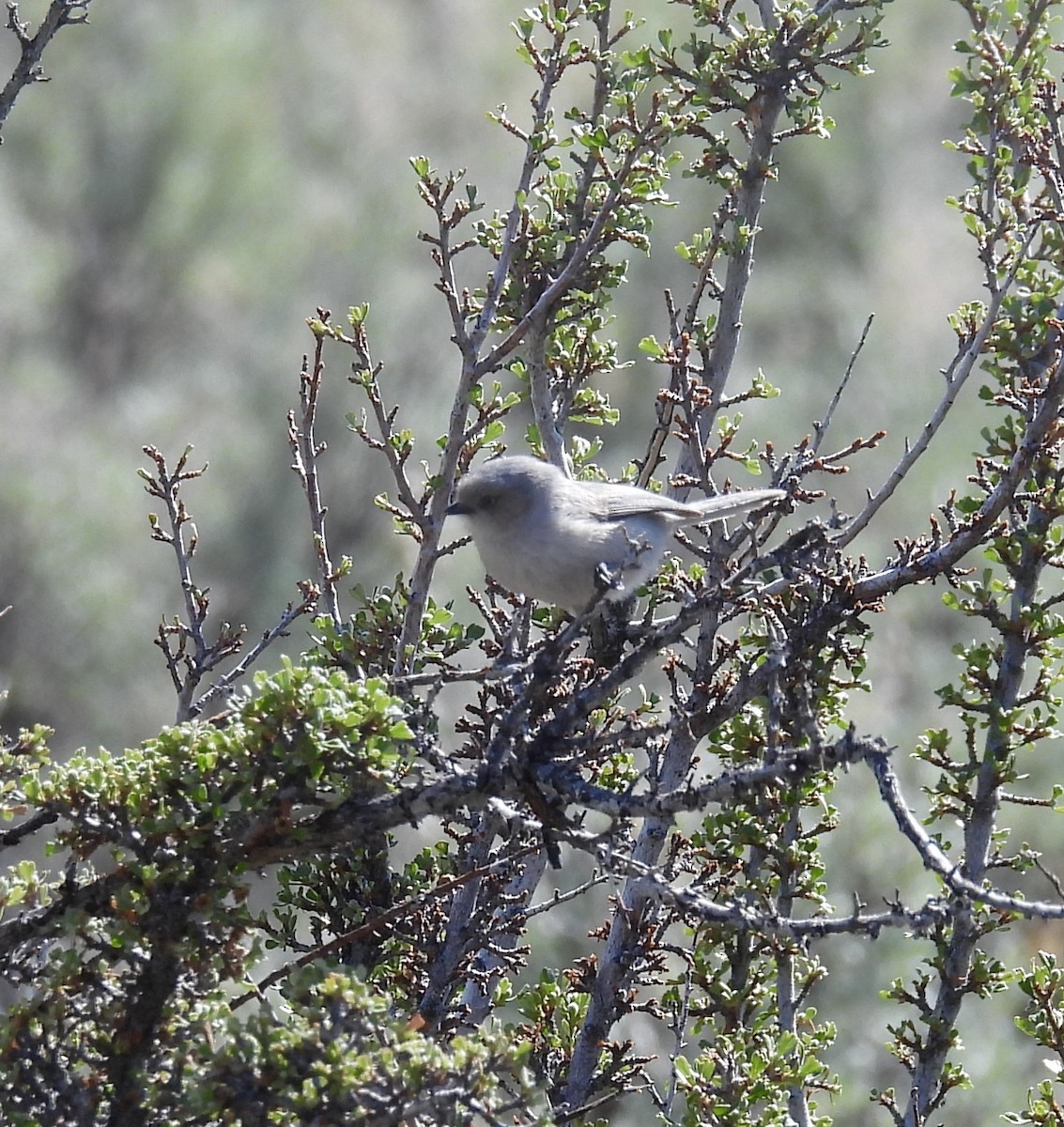 ヤブガラ - ML634655575