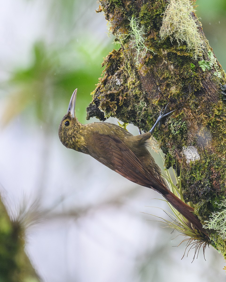 Spotted Woodcreeper - ML634655663