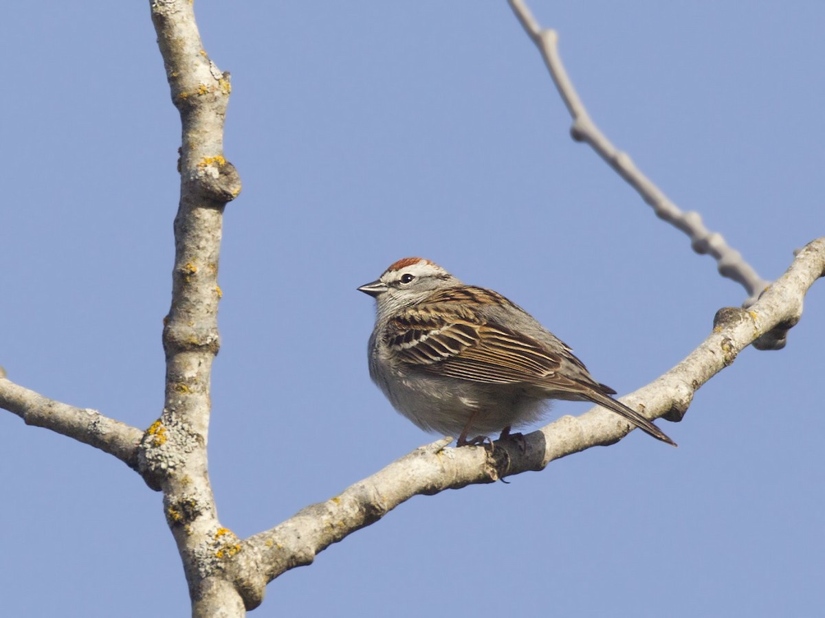 Chipping Sparrow - ML634655684