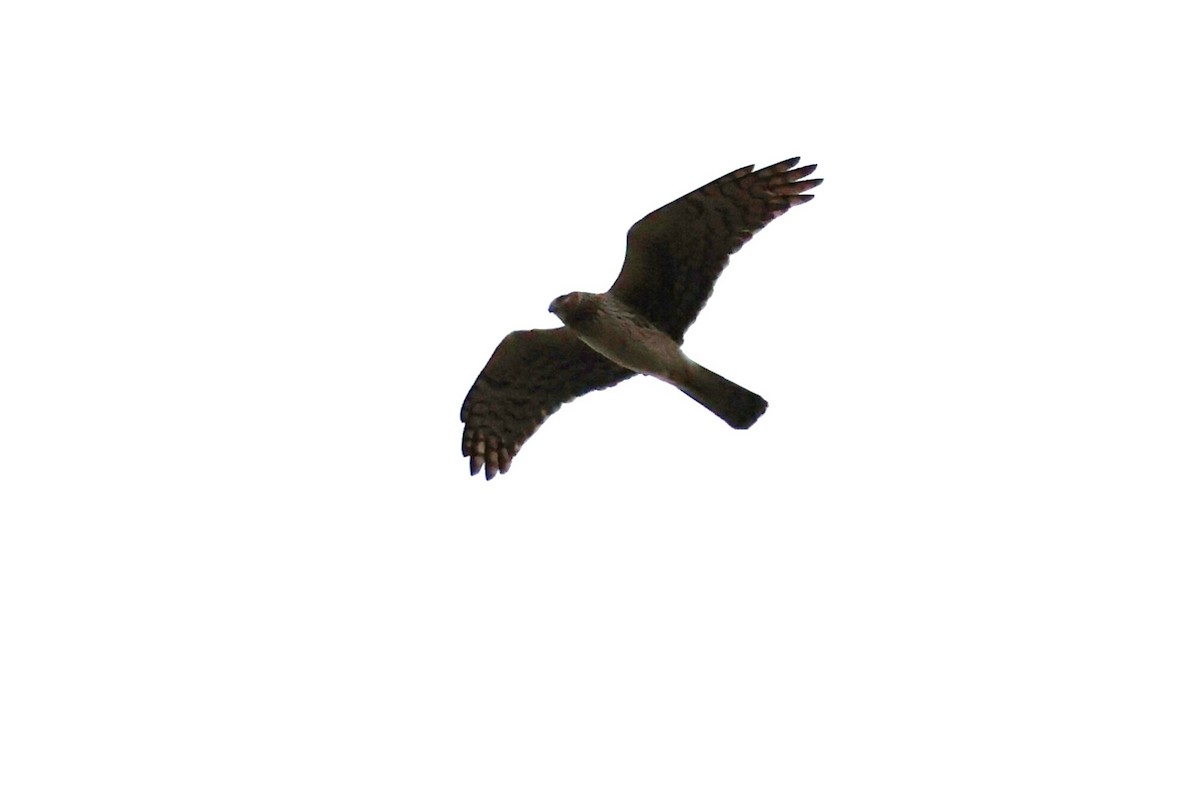 זרון אמריקני - ML634655698