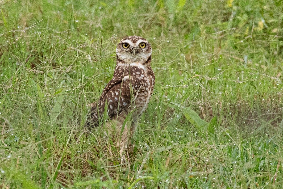 Burrowing Owl (grallaria) - ML634655714