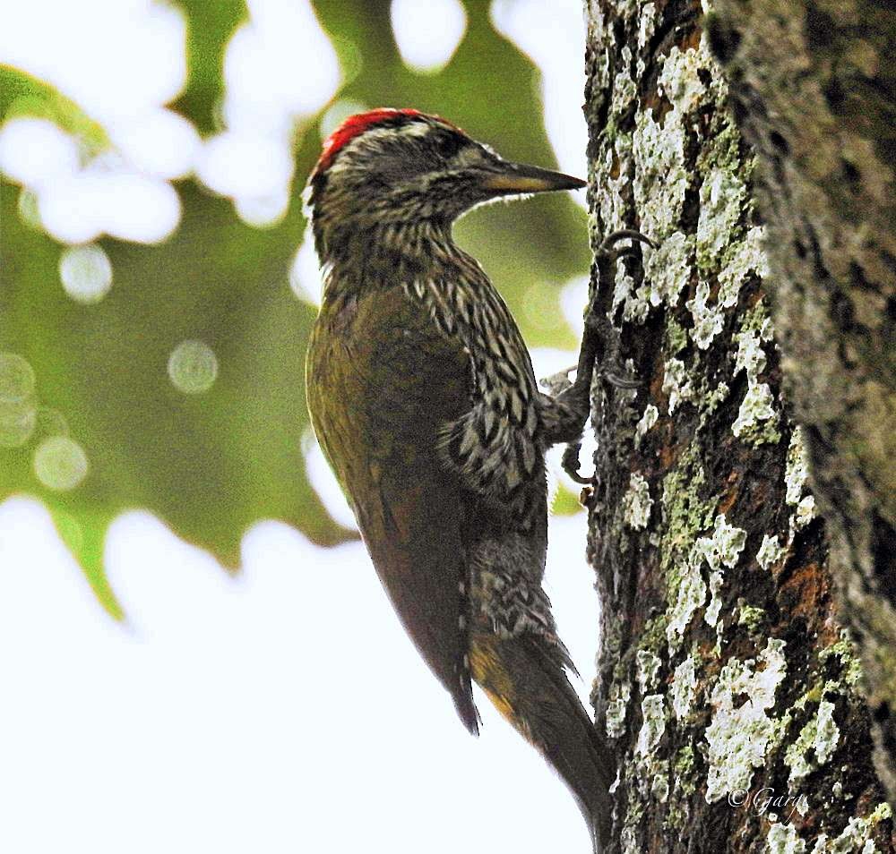 Streak-throated Woodpecker - ML634655719