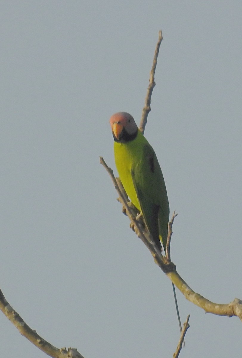 Blossom-headed Parakeet - ML634655728