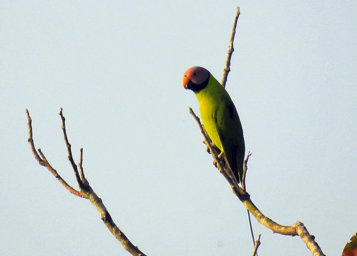 Blossom-headed Parakeet - ML634655729