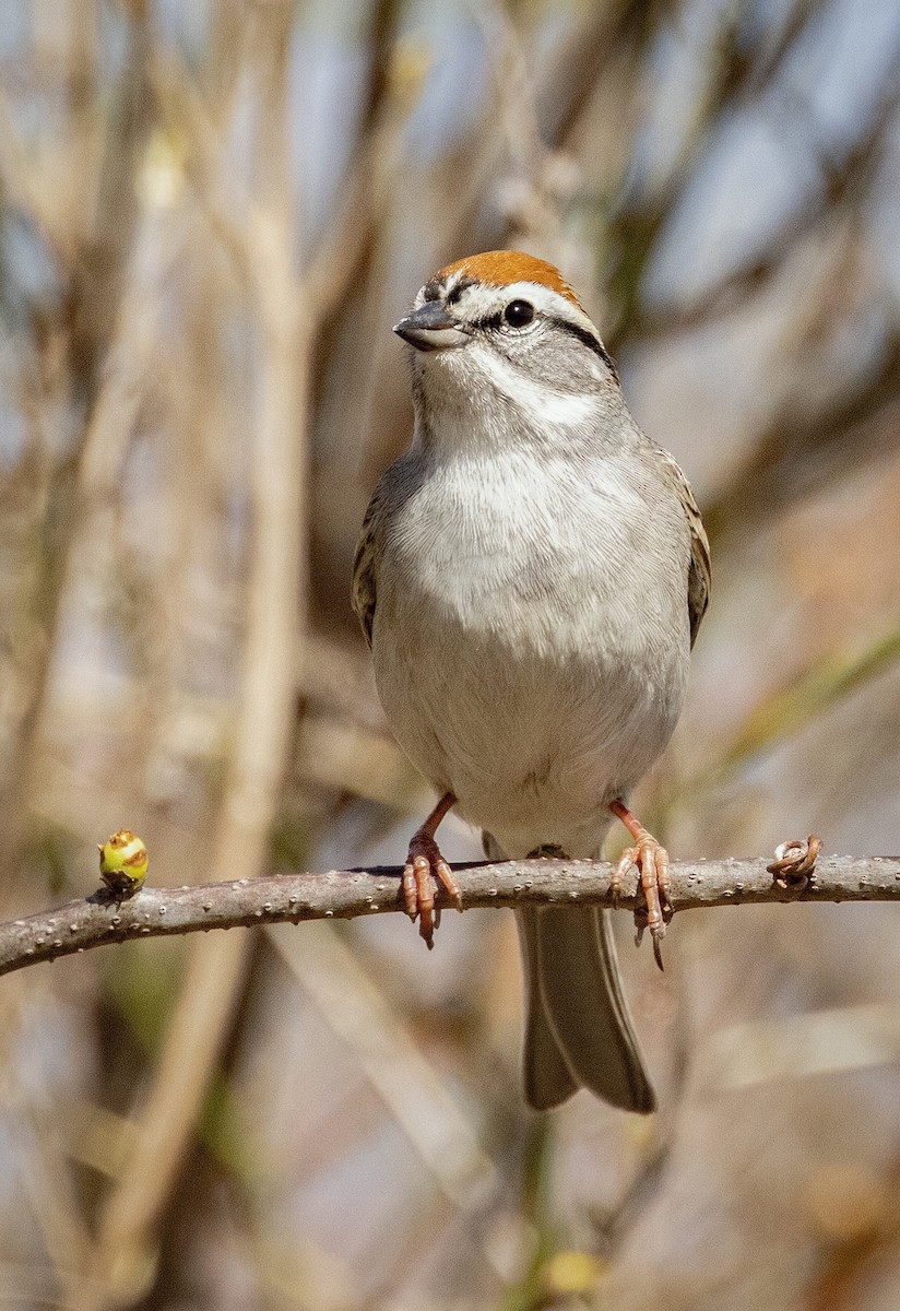 Chipping Sparrow - ML634655748