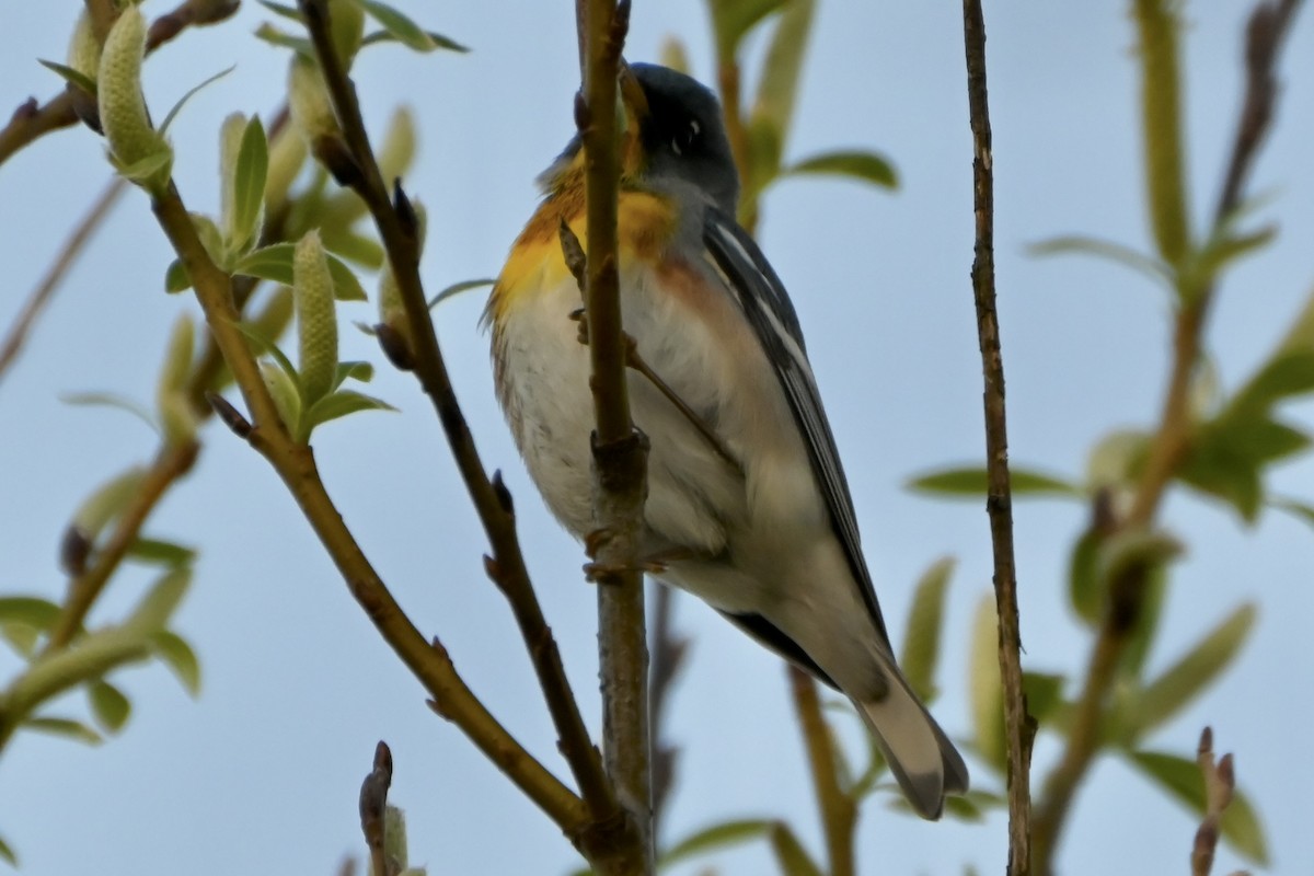 Northern Parula - ML634655762