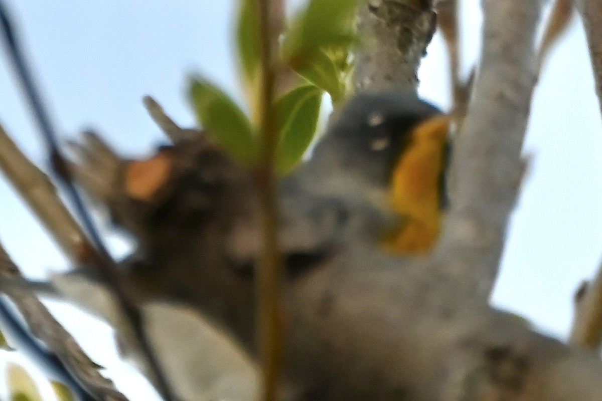 Northern Parula - ML634655763