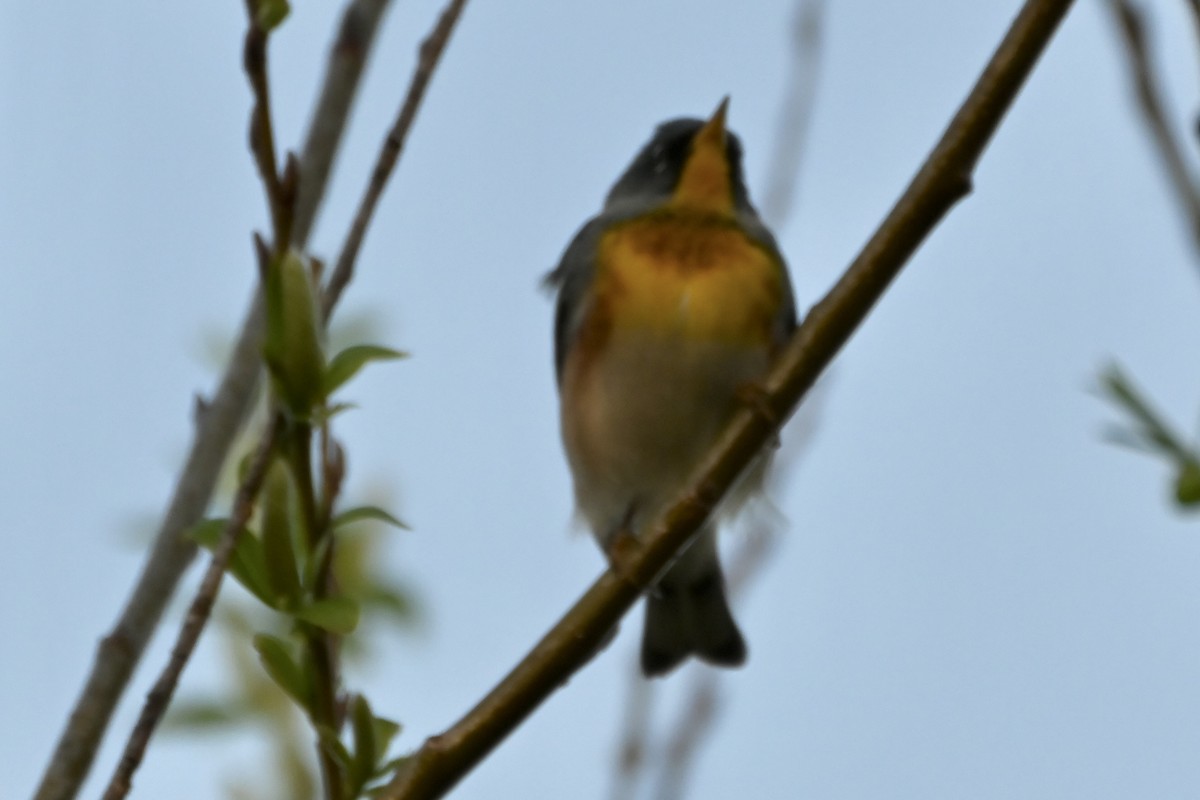 Northern Parula - ML634655764