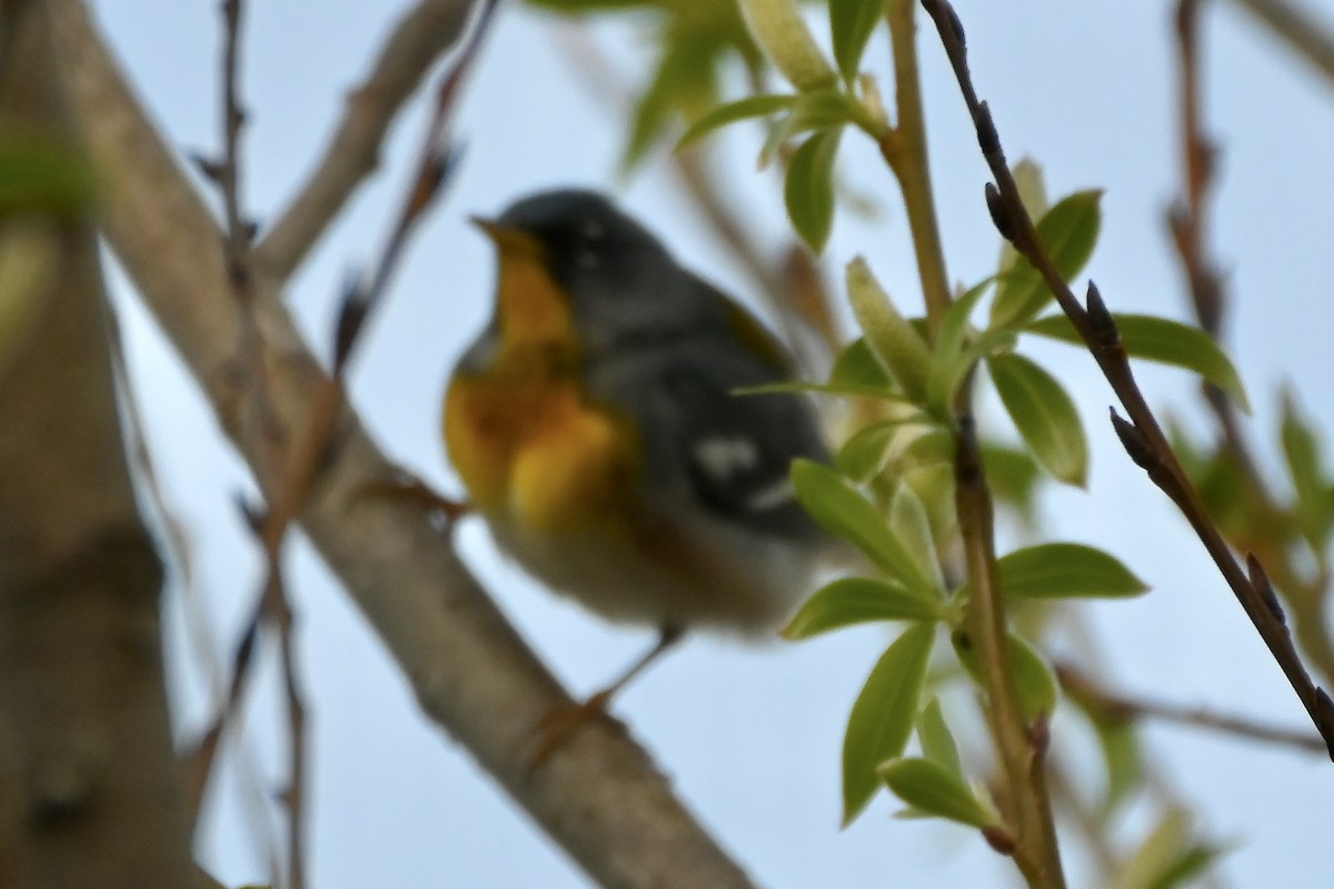Northern Parula - ML634655765