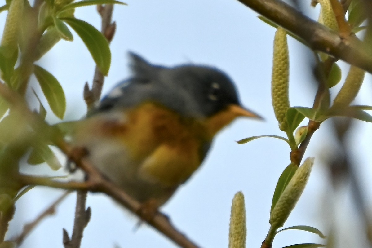 Northern Parula - ML634655766