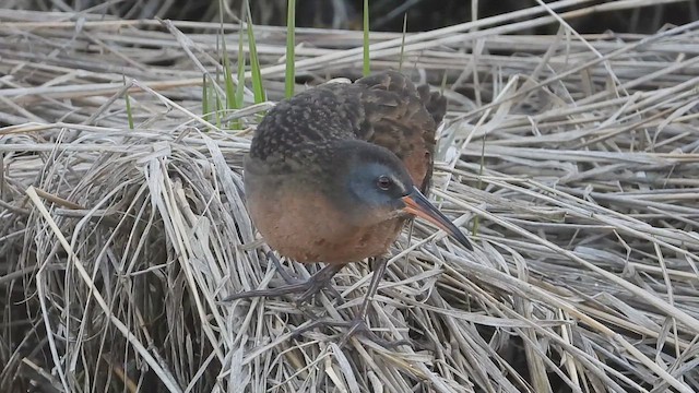 Virginia Rail - ML634655770