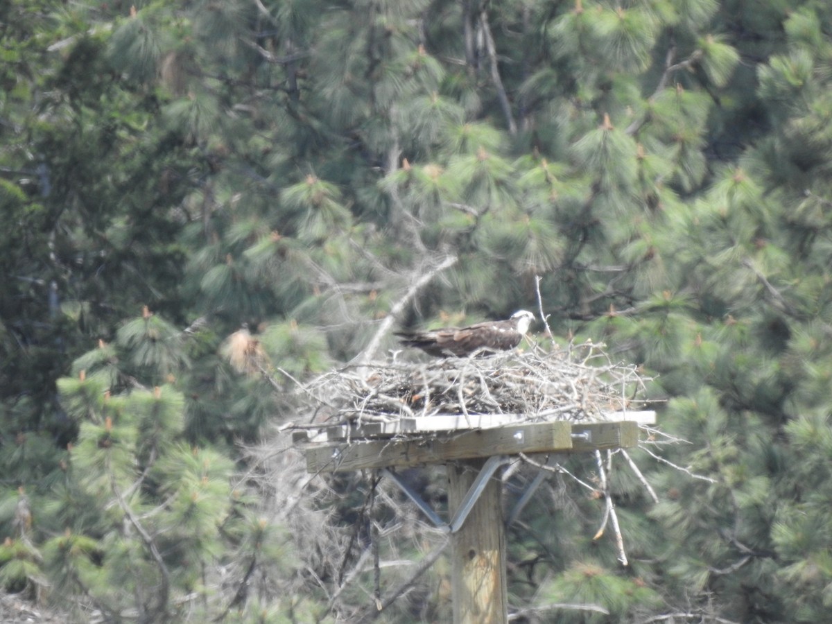 Osprey - ML634655780
