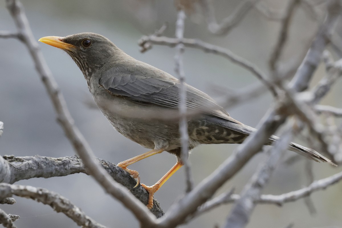 Yemen Thrush - ML634655784
