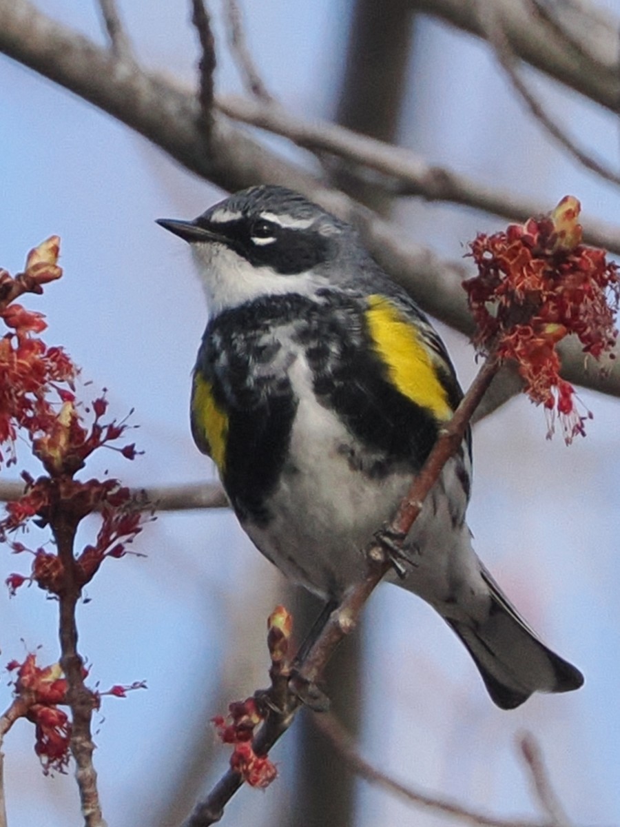 Миртовый певун (coronata) - ML634655843