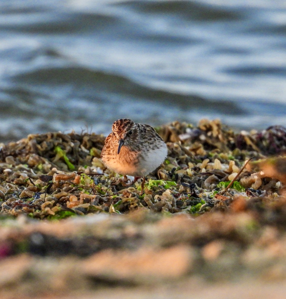 Least Sandpiper - ML634655871