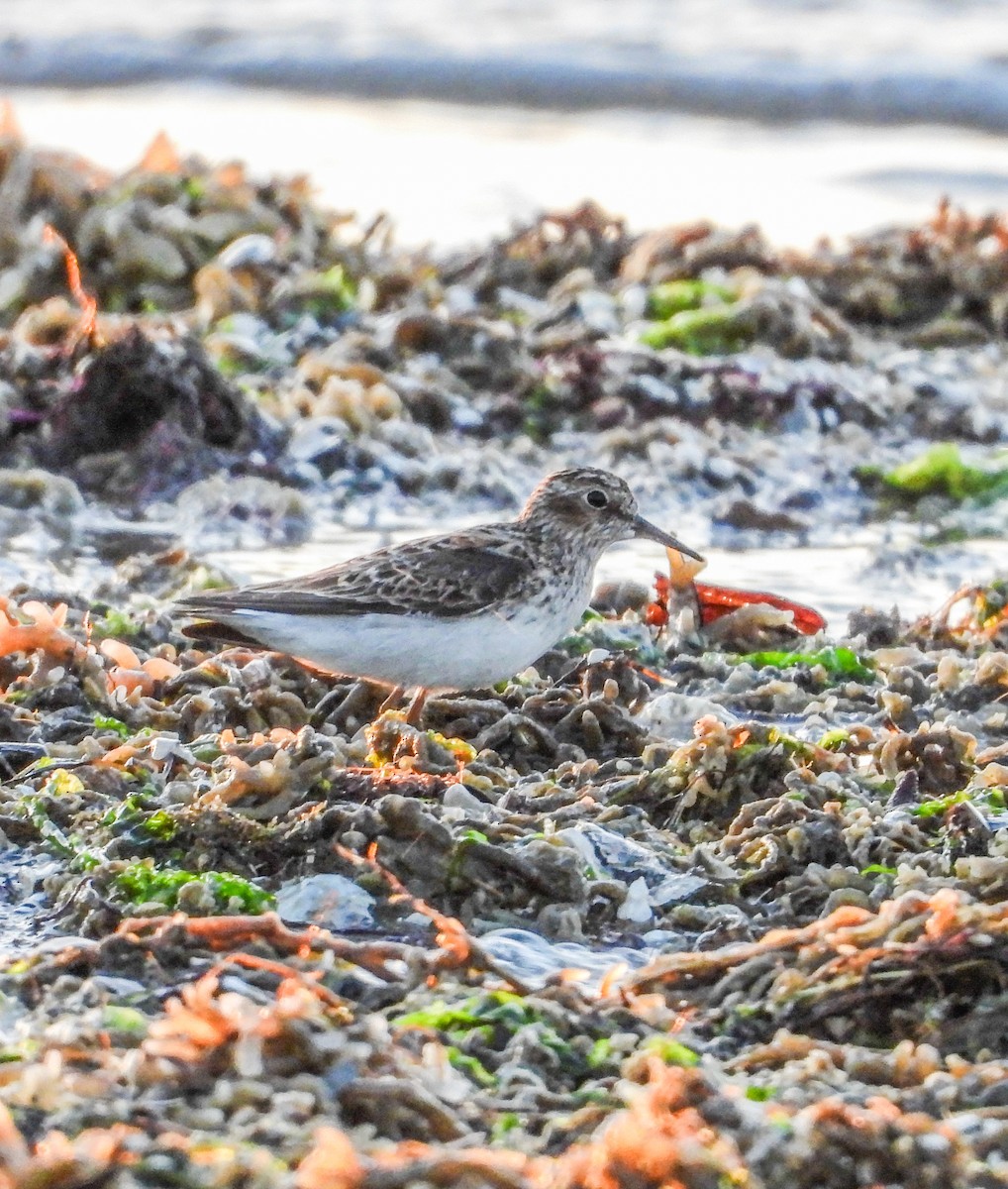Least Sandpiper - ML634655872
