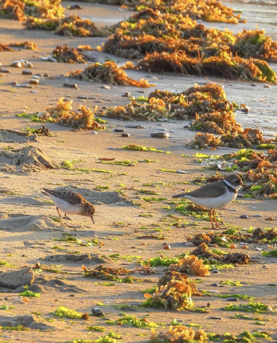 Least Sandpiper - ML634655873
